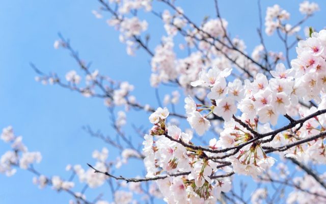 Spring Into Wellness: A series of evening sessions to bring calm and relaxation